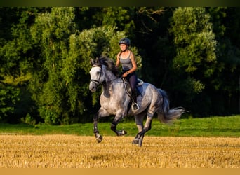Hannoveraner, Wallach, 15 Jahre, 170 cm, Schimmel