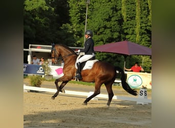 Hannoveraner, Wallach, 15 Jahre, 171 cm, Brauner