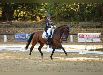 Hannoveraner, Wallach, 15 Jahre, 171 cm, Brauner