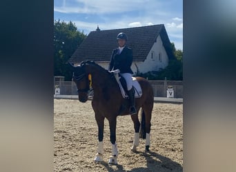 Hannoveraner, Wallach, 15 Jahre, 171 cm, Brauner