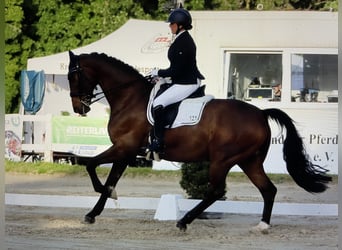 Hannoveraner, Wallach, 15 Jahre, 171 cm, Brauner