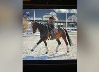 Hannoveraner, Wallach, 15 Jahre, 171 cm, Brauner