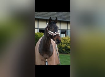 Hannoveraner, Wallach, 15 Jahre, 171 cm, Brauner