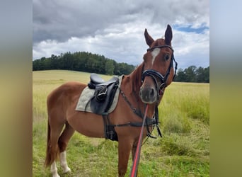 Hannoveraner, Wallach, 15 Jahre, 171 cm, Fuchs