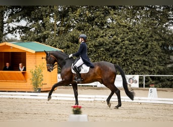 Hannoveraner, Wallach, 15 Jahre, 172 cm, Dunkelbrauner