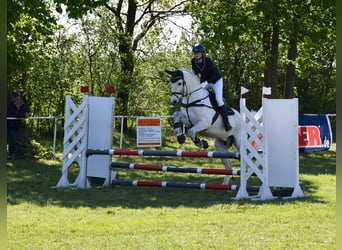 Hannoveraner, Wallach, 15 Jahre, 172 cm, Schimmel