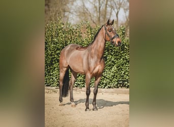 Hannoveraner, Wallach, 15 Jahre, 173 cm, Brauner