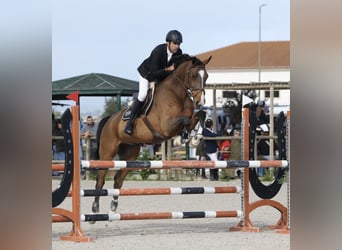 Hannoveraner, Wallach, 15 Jahre, 173 cm, Brauner