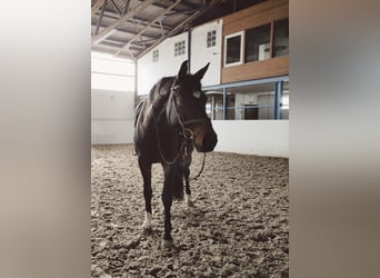 Hannoveraner, Wallach, 15 Jahre, 174 cm, Brauner