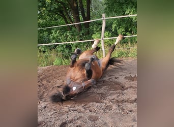 Hannoveraner, Wallach, 15 Jahre, 174 cm, Dunkelbrauner