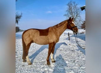 Hannoveraner, Wallach, 15 Jahre, 174 cm, Fuchs