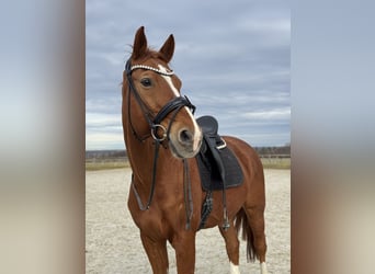 Hannoveraner, Wallach, 15 Jahre, 175 cm, Fuchs