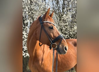 Hannoveraner, Wallach, 15 Jahre, 175 cm, Fuchs