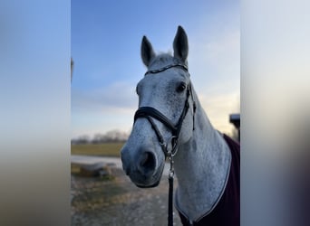 Hannoveraner, Wallach, 15 Jahre, 175 cm, Schimmel