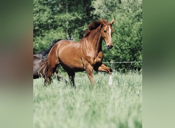 Hannoveraner, Wallach, 15 Jahre, 178 cm, Fuchs