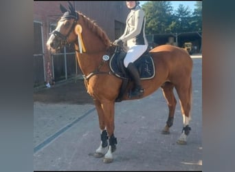 Hannoveraner, Wallach, 15 Jahre, Fuchs