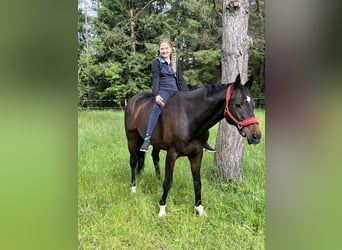Hannoveraner, Wallach, 15 Jahre, Schwarzbrauner