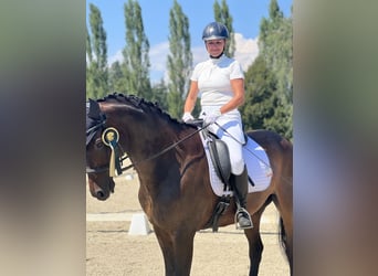 Hannoveraner, Wallach, 15 Jahre, Schwarzbrauner