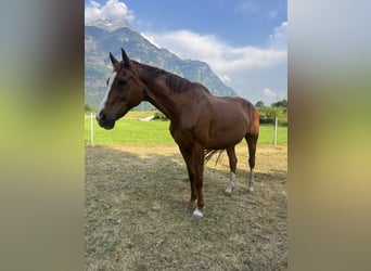 Hannoveraner, Wallach, 16 Jahre, 160 cm, Fuchs