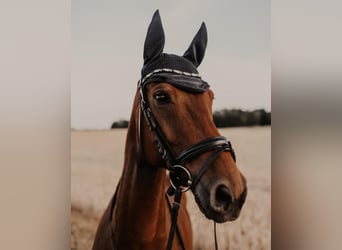 Hannoveraner, Wallach, 16 Jahre, 163 cm, Dunkelbrauner