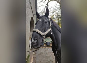 Hannoveraner, Wallach, 16 Jahre, 164 cm, Rappe