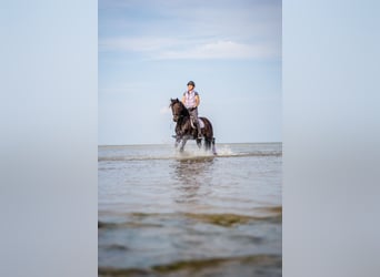 Hannoveraner, Wallach, 16 Jahre, 165 cm, Schwarzbrauner