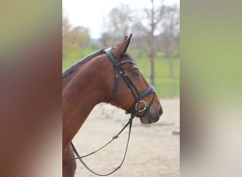 Hannoveraner, Wallach, 16 Jahre, 167 cm, Brauner