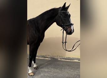 Hannoveraner, Wallach, 16 Jahre, 168 cm, Schwarzbrauner