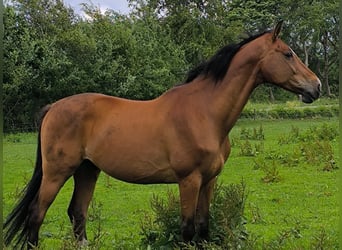 Hannoveraner, Wallach, 16 Jahre, 169 cm, Brauner