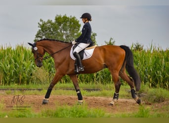 Hannoveraner, Wallach, 16 Jahre, 170 cm, Brauner