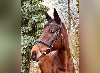 Hannoveraner, Wallach, 16 Jahre, 170 cm, Brauner