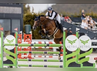 Hannoveraner, Wallach, 16 Jahre, 170 cm, Brauner