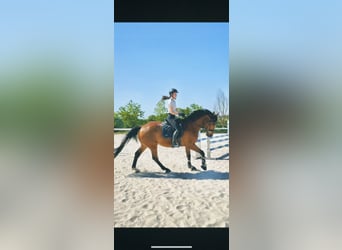 Hannoveraner, Wallach, 16 Jahre, 173 cm, Hellbrauner