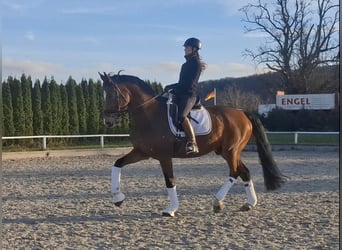 Hannoveraner, Wallach, 16 Jahre, 174 cm, Brauner