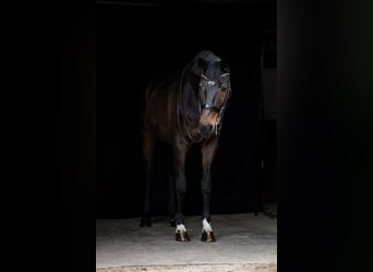 Hannoveraner, Wallach, 16 Jahre, 174 cm, Dunkelbrauner