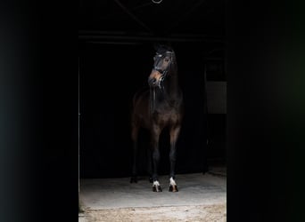Hannoveraner, Wallach, 16 Jahre, 174 cm, Dunkelbrauner
