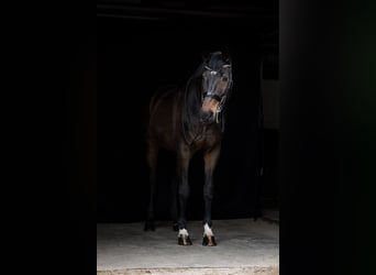 Hannoveraner, Wallach, 16 Jahre, 174 cm, Dunkelbrauner