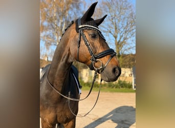 Hannoveraner, Wallach, 16 Jahre, 174 cm, Dunkelbrauner
