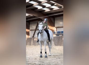 Hannoveraner, Wallach, 16 Jahre, 174 cm, Schimmel