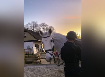 Hannoveraner, Wallach, 16 Jahre, 174 cm, Schimmel