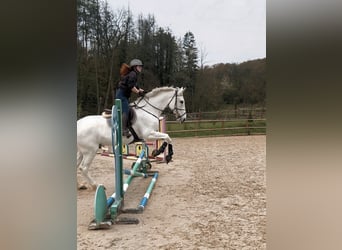 Hannoveraner, Wallach, 16 Jahre, 174 cm, Schimmel