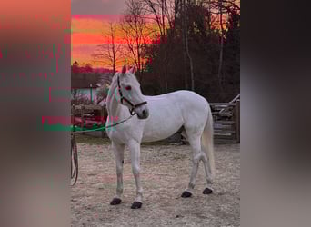 Hannoveraner, Wallach, 16 Jahre, 174 cm, Schimmel