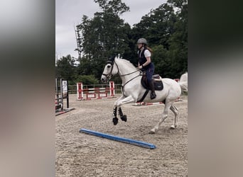 Hannoveraner, Wallach, 16 Jahre, 174 cm, Schimmel