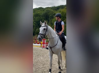 Hannoveraner, Wallach, 16 Jahre, 174 cm, Schimmel