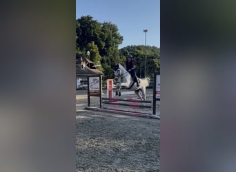 Hannoveraner, Wallach, 16 Jahre, 174 cm, Schimmel