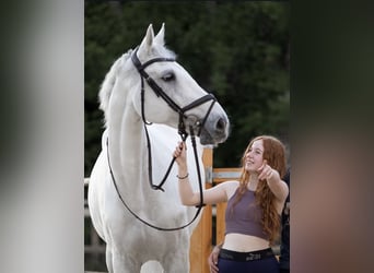 Hannoveraner, Wallach, 16 Jahre, 174 cm, Schimmel