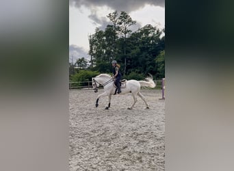 Hannoveraner, Wallach, 16 Jahre, 174 cm, Schimmel