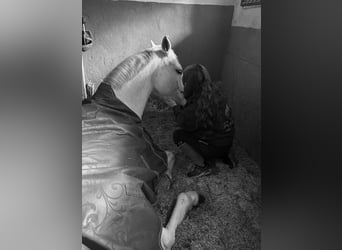 Hannoveraner, Wallach, 16 Jahre, 174 cm, Schimmel