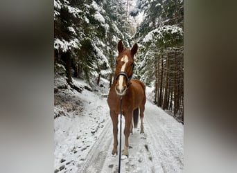 Hannoveraner, Wallach, 16 Jahre, 175 cm, Fuchs