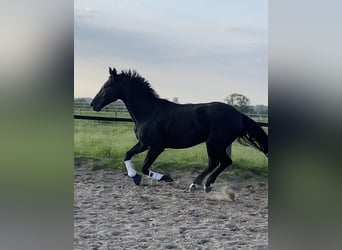 Hannoveraner, Wallach, 16 Jahre, 175 cm, Rappe